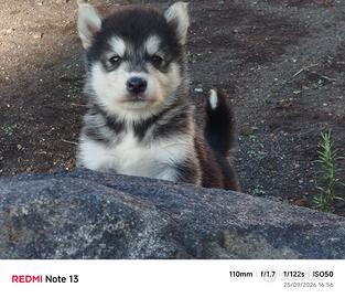 Alaskan malamute