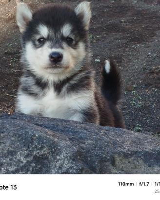 Alaskan malamute