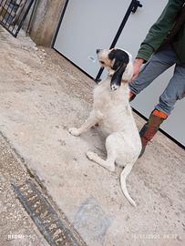 Cane caccia alla lepre