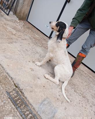 Cane caccia alla lepre