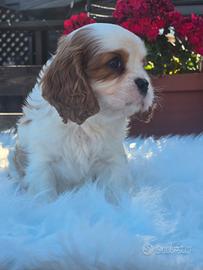 Ultimo cucciolo di Cavalier King Charles Spaniel