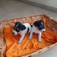 Jack Russel