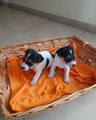 Jack Russel