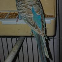 Cocoriti