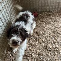 Cuccioli Lagotto romagnolo