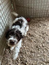 Cuccioli Lagotto romagnolo