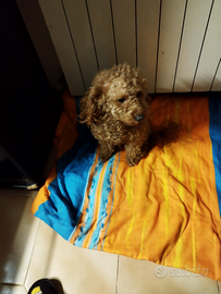 Barboncino per monta