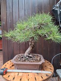 bonsai