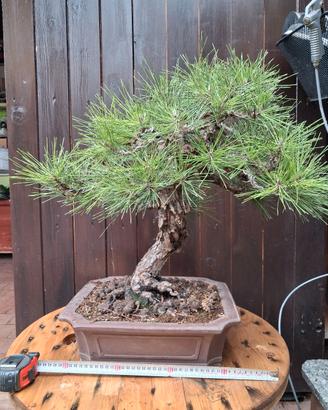 bonsai
