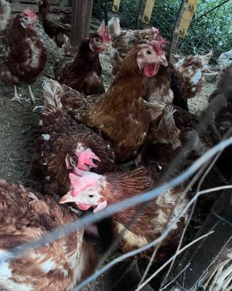 Galline