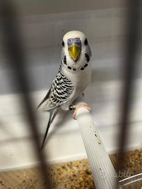 Cocorite pronte per la cova