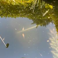 Pesci piccoli Medaka