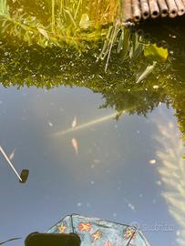 Pesci piccoli Medaka