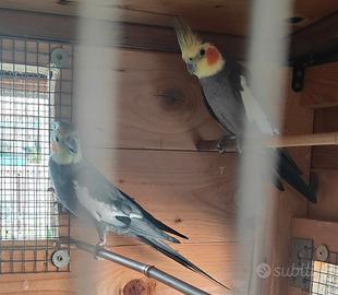 Pappagalli calopsite adulti