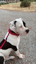 Cucciolo amstaff 5 mesi