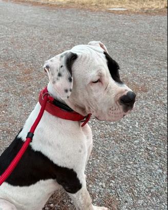 Cucciolo amstaff 5 mesi