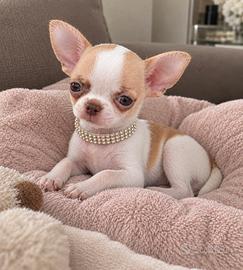 Chihuahua maschio mini