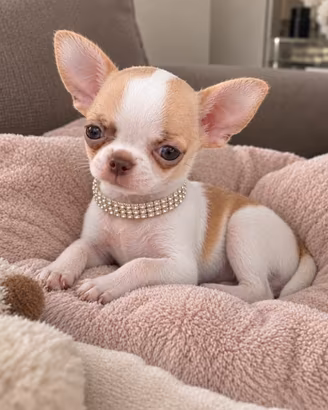 Chihuahua maschio mini