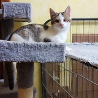 Gattino senza occhietto 4 mesi