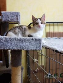 Gattino senza occhietto 4 mesi