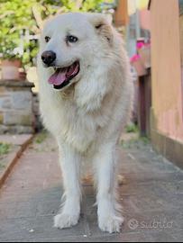 Maremmano dal cuore d'oro