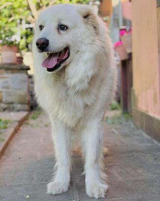 Maremmano dal cuore d'oro