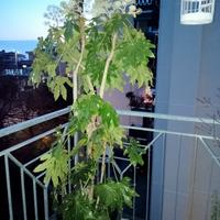 grande pianta aralia