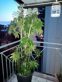 grande pianta aralia