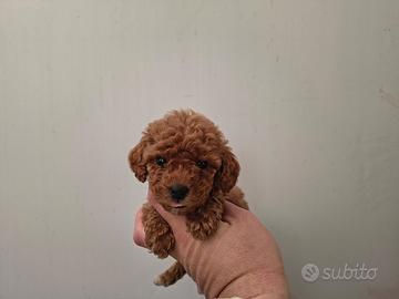 Barboncino mini toy red maschi