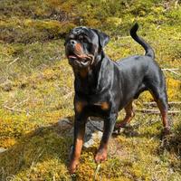 Monta Rottweiler Falko