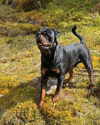 Monta Rottweiler Falko