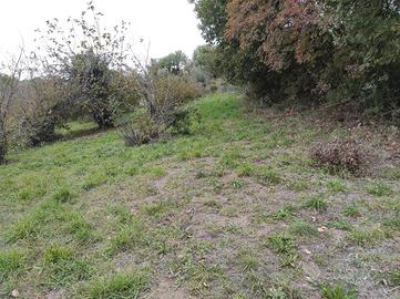 Terreno agricolo