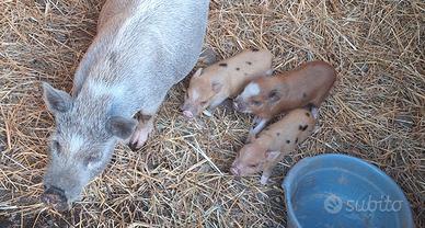 Minipig e pulli rapaci allevati a mano