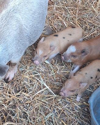 Minipig e pulli rapaci allevati a mano