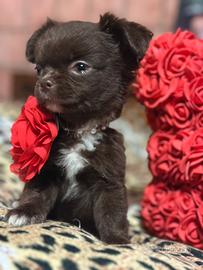 Chihuahua meraviglioso micro pelo lungo