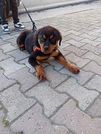 animale domestico cane