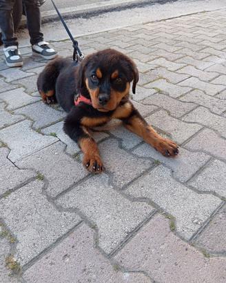 animale domestico cane