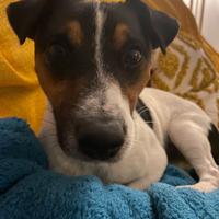 Jack russel maschio per accoppiamento