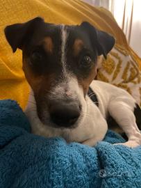 Jack russel maschio per accoppiamento