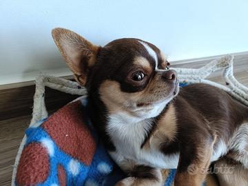 Chihuahua per monta
