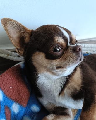 Chihuahua per monta
