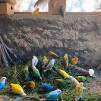 Coppie Inseparabili roseicollins