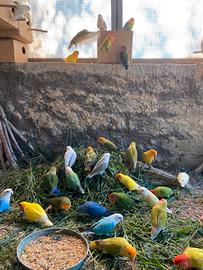 Coppie Inseparabili roseicollins