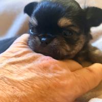 Chihuahua tricolor