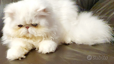 Persiano ipertipico maschio