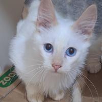 Gattino mix don sphynx/europeo(consegna)