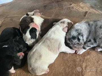 Cuccioli border collie