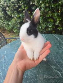 Coniglio nano con eterocromia completa