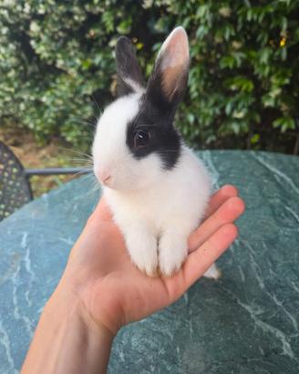 Coniglio nano con eterocromia completa