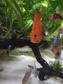 Discus